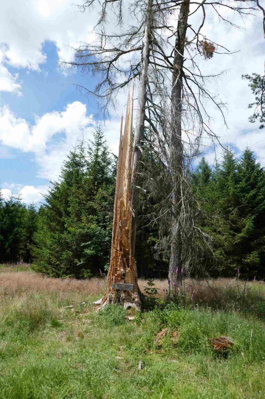07 Juli - Weiherwiesen bei Tauchenweiler